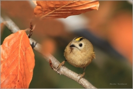 <p>KRÁLÍČEK OBECNÝ (Regulus regulus) /Goldcrest - Wintergoldhähnchen/</p>